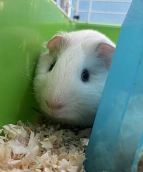 Rescue Guinea Pig Guinea Pigs for Adoption in Lacey Township, New Jersey - Q-Tip | PetCurious